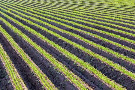 Carrot Field Green Rows,Â Carrots Growing on FieldÂ の写真素材