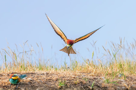 European Bee Eater In FlightÂ (Merops Apiaster)