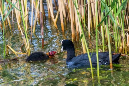 Eurasian Coot Family, The Eurasian Coot (Fulica atra)Â の写真素材