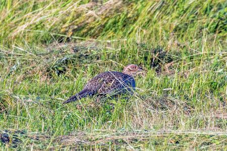 Ringneck Pheasant Female (Phasianus colchicus) Ring necked Pheasantの写真素材