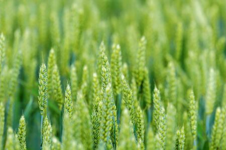 YoungÂ Wheat,Â GreenÂ WheatÂ SeedlingsÂ growing in a fieldÂ の写真素材