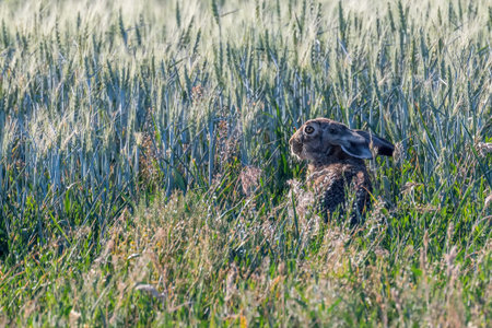 European Brown Hare (Lepus europeaus) in field