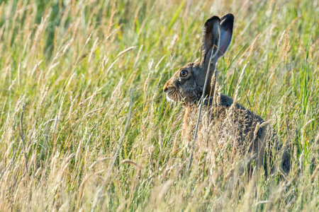 European Brown Hare (Lepus europeaus) in field