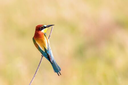 European Bee EaterÂ (Merops Apiaster)の写真素材