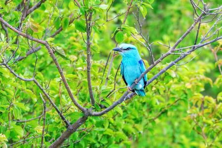 The European Roller (Coracias garrulus) on a Branchの写真素材