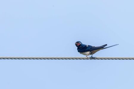 Barn SwallowÂ on a Wire (Hirundo rustica)の写真素材