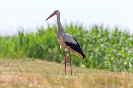 White Stork on Field (Ciconia ciconia)の写真素材