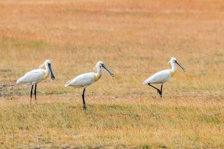 Eurasian Spoonbills (Platalea leucorodia) Common Spoonbillsの写真素材