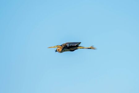 Purple Heron in flight Blue Sky (Ardea cinerea)の写真素材