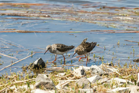 Ruff Water Bird (Philomachus pugnax) Ruff in Water