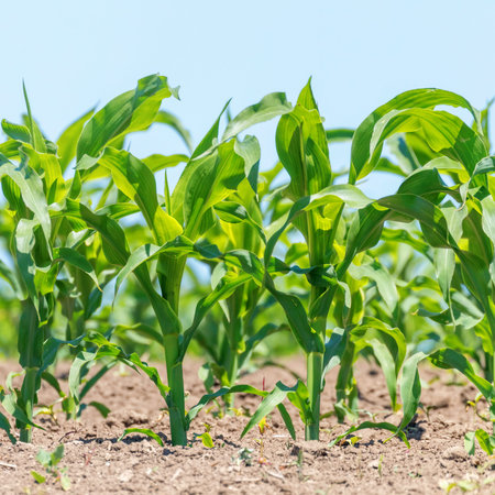 Green Corn Growing on the Field. Green Corn Plants, Shallow depth of field, Agriculture backgroundの写真素材
