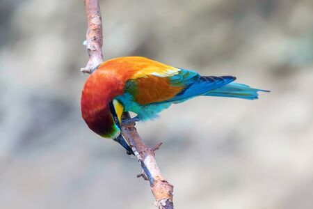 European Bee EaterÂ (Merops Apiaster)の写真素材
