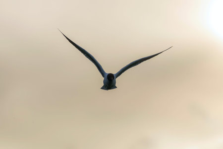 The Black Headed Gull Flight (Chroicocephalus ridibundus)