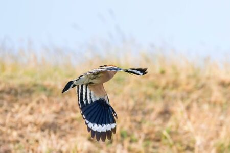 Hoopoe,Â Common Hoopoe In Flight (Upupa epops) Eurasian Hoopoeの写真素材