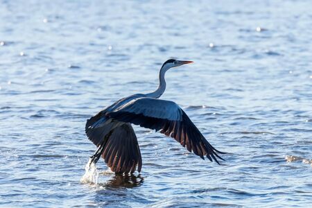 Grey Heron Flight (ardea herodias) Grey Headed Heron Flyingの写真素材