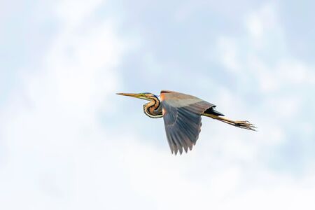 Purple Heron in Flight Blue Sky (Ardea cinerea)の写真素材