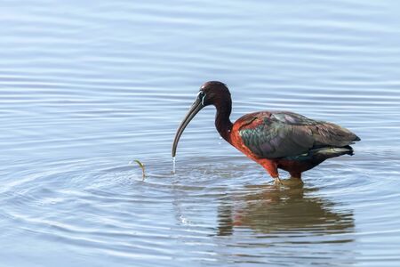 Glossy Ibis (Plegadis falcinellus) Wading Birdの写真素材