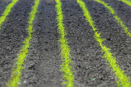 Green Corn Growing on the Field. Green Corn Plants, Shallow depth of field, Agriculture backgroundの写真素材