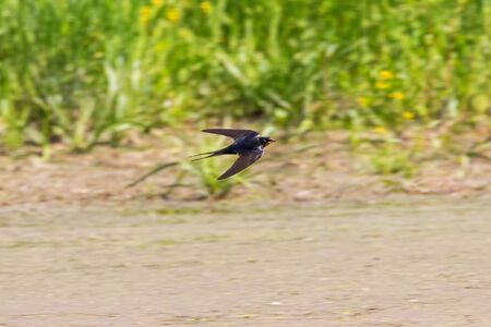 Barn Swallow Flying (Hirundo rustica)の写真素材
