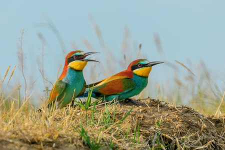 European Bee EaterÂ (Merops Apiaster)