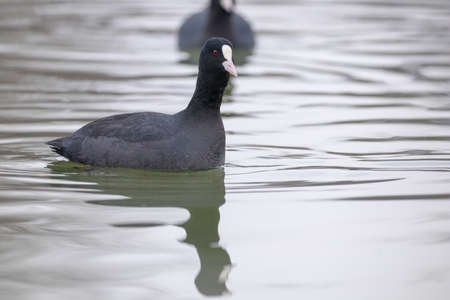 Swimming Coots (Fulica atra) Close up Eurasian Cootsの写真素材