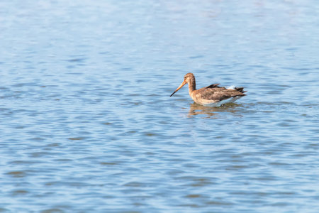Black Tailed Godwit (Limosa limosa) Wader Bird Foraging in shallow water
