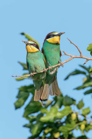 European Bee-Eater Pair (Merops Apiaster)の写真素材