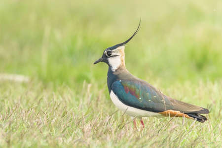 Lapwing, Northern Lapwing in the grass (Vanellus vanellus) Peewitの写真素材