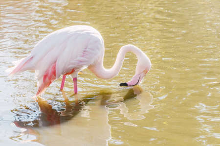 Flamingo eating in the water, Pink Flamingo, Greater flamingo in their natural environmentの写真素材