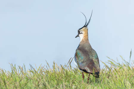 Lapwing, Northern Lapwing in the grass (Vanellus vanellus) Peewitの写真素材