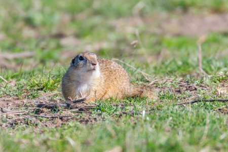 European ground squirrel, Souslik (Spermophilus citellus) natural environment