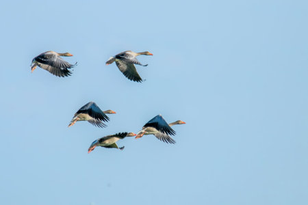 Flock of GreylagÂ GeeseÂ Flight (Anser anser)の写真素材