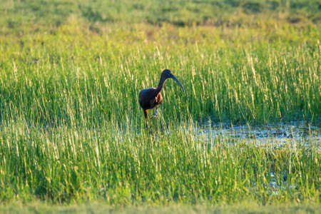Glossy Ibis (Plegadis falcinellus) Wading Birdの写真素材