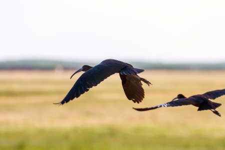 Glossy Ibis in Flight (Plegadis falcinellus)の写真素材