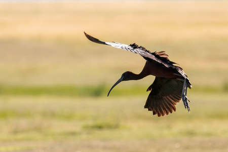 Glossy Ibis in Flight (Plegadis falcinellus)の写真素材