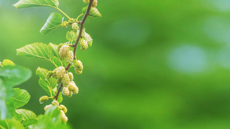 White Mulberry on the Branch