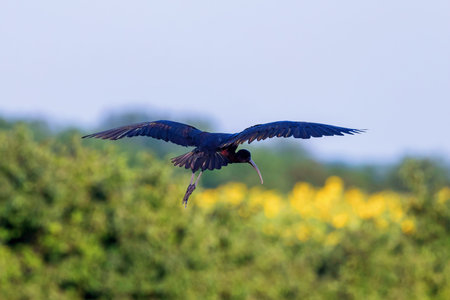 Glossy Ibis in Flight (Plegadis falcinellus)