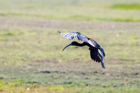 Glossy Ibis in Flight (Plegadis falcinellus)の写真素材
