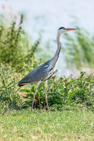 Gray heron flying (Ardea cinerea) Wildlife in natural habitat.の写真素材