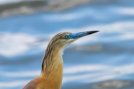 Squacco Heron (Ardeola ralloides) in Natural Habitat
