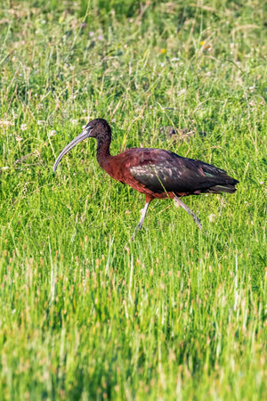 Glossy Ibis (Plegadis falcinellus) Wading Bird