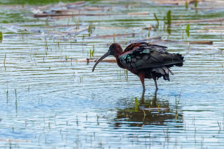 Glossy Ibis (Plegadis falcinellus) Wading Birdの写真素材
