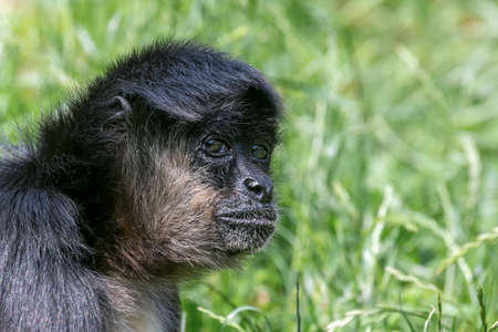 Portrait of Geoffroy Spider Monkey (Ateles geoffroyi) Black handed spider monkeyの写真素材