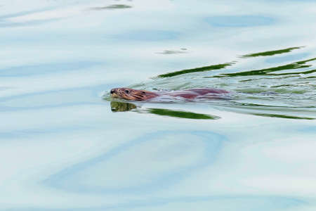 Wild European Beaver Swimming in Water (Castor fiber)の写真素材