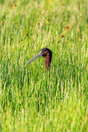 Glossy Ibis (Plegadis falcinellus) Wading Birdの写真素材