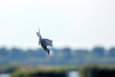 Whiskered Tern in Flight (Chlidonias hybridus)Â 