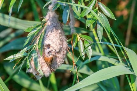 Eurasian Penduline Tit in NestÂ (Remiz pendulinus)の写真素材