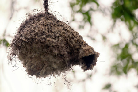 Eurasian Penduline Tit NestÂ (Remiz pendulinus) Wildlife