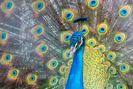 The Indian Peafowl or Blue Peafowl (Pavo cristatus) Close up View