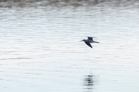 Common GreenshankÂ in flightÂ (Tringa nebularia)Â natural environment